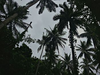 Low angle view of trees against sky