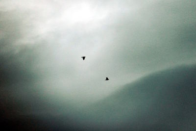 Low angle view of birds flying in sky