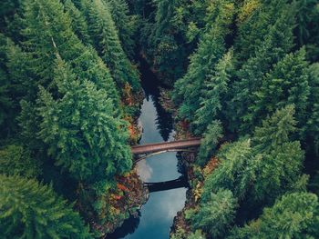 High angle view of bridge over river in forest