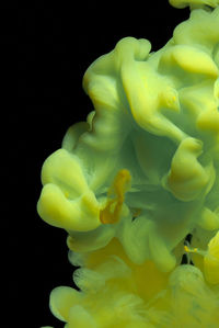 Close-up of yellow flower against black background