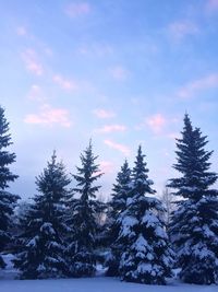 Silhouette trees in forest against sky during winter