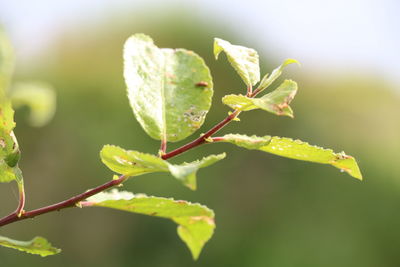 Close-up of leaves