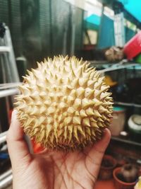 Close-up of hand holding pineapple