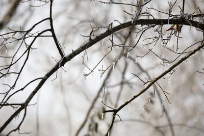 Low angle view of bare tree branches during winter