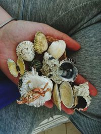 Close-up of cropped hand holding various seashells and dead crab