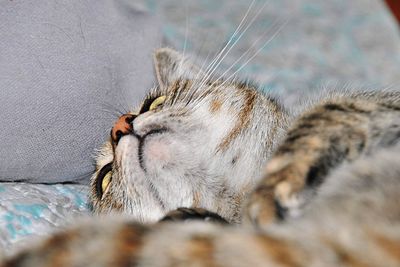 Close-up of cat sleeping