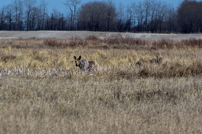 View of a dog on field