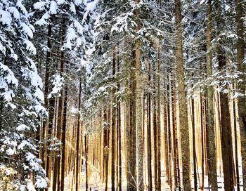 Pine trees in forest during winter