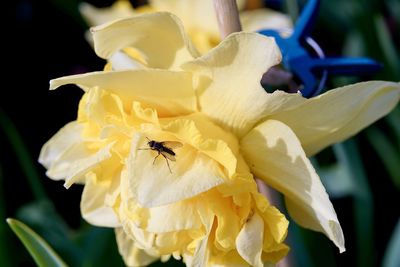 Close-up of insect on yellow flower