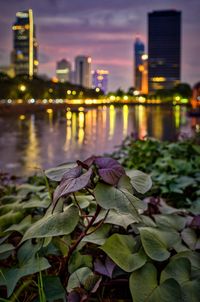 Close-up of flowers in city at night