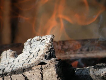 Close-up of log on wood