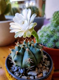 Close-up of succulent plant in pot