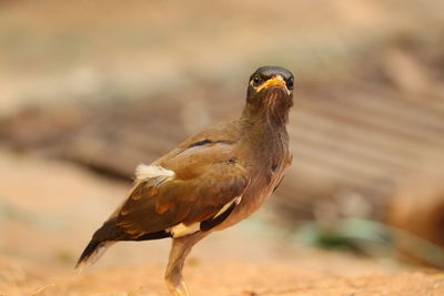 Close-up of eagle perching