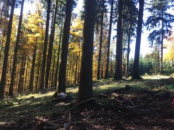 Trees in forest