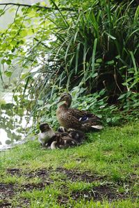 Ducks in a field