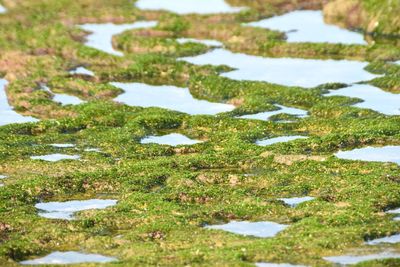 High angle view of grass in lake