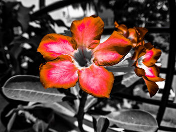 Close-up of red flowers growing on plant