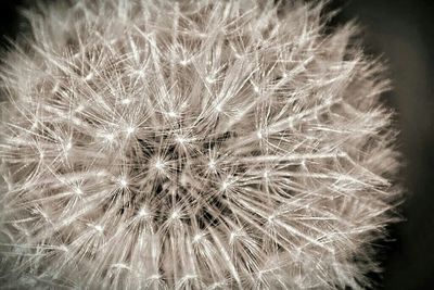 Close-up of dandelion flower
