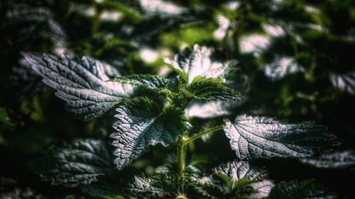Close-up of plant