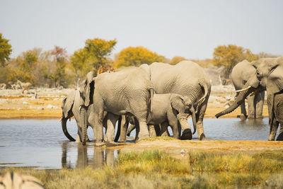 Elephants in the etosha national park namibia south africa