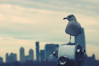Close-up of bird perching on coin-operated binoculars against sky