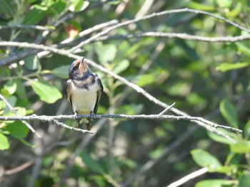 Close-up of bird perching on branch