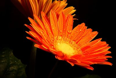 Close-up of flower against black background