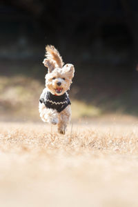 Small dog running in a field