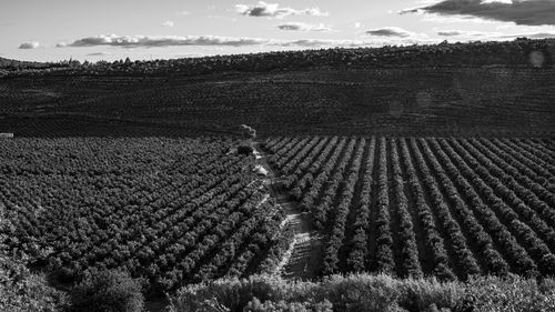 Crops growing on field against sky