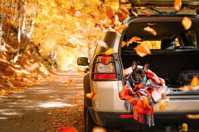 View of french bulldog dog in car trunk on forest road during autumn