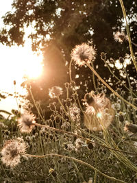 Close-up of dandelion flower on field