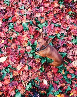 Dry maple leaves on plant during autumn