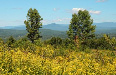 Yellow flowers growing on land
