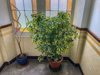 Potted plants on wall by window at home