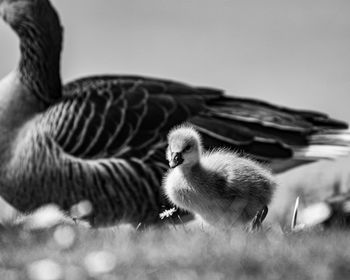 Close-up of a gosling bird