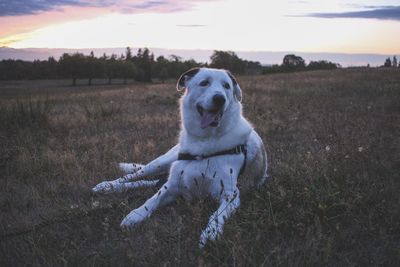 Portrait of dog running on field during sunset