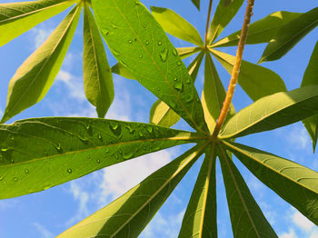 Low angle view of leaves against sky