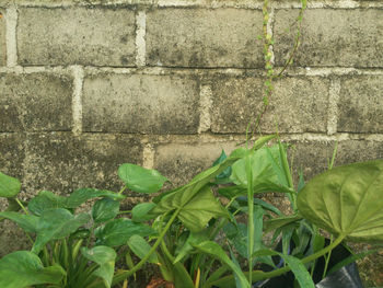 Close-up of plants against wall