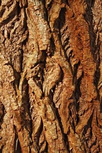 Close-up of tree trunk