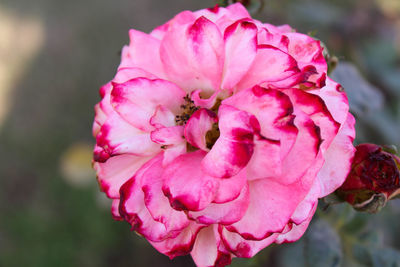 Close-up of pink rose