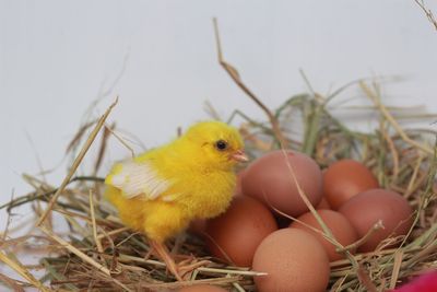 Close-up of bird in nest