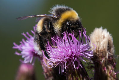 Close-up of bee pollinating on purple flower