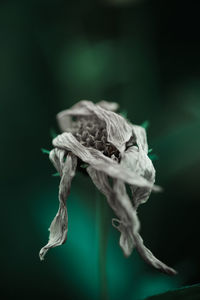 Close-up of wilted plant