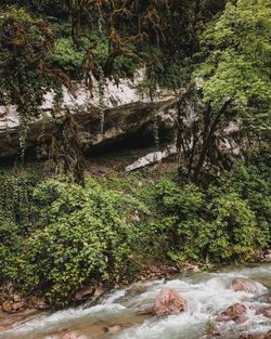 Plants growing by river in forest