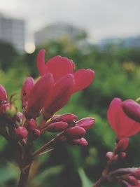 Close-up of pink flowering plant