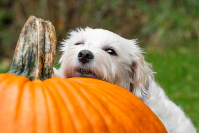 Close-up of a dog looking away