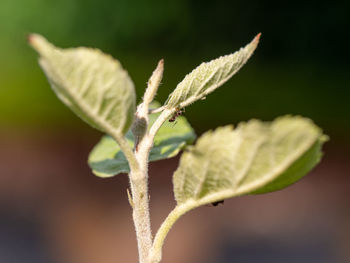 Close-up of insect on plant