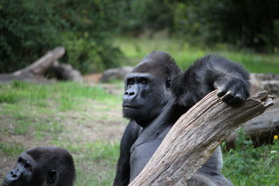 Gorilla sitting on a field