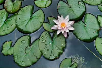 water lily