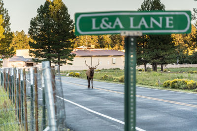 Deer on road by trees in city